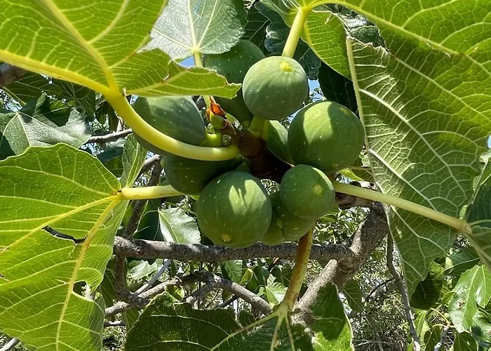 Monte Caruso Villa Filiano